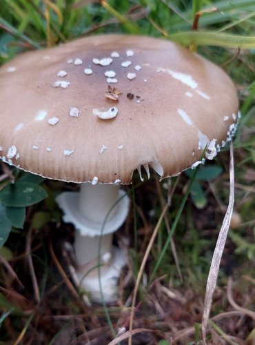 MUCHOMŮRKA TYGROVANÁ (Amanita pantherina) FOTO: Marta Knauerová, 2022