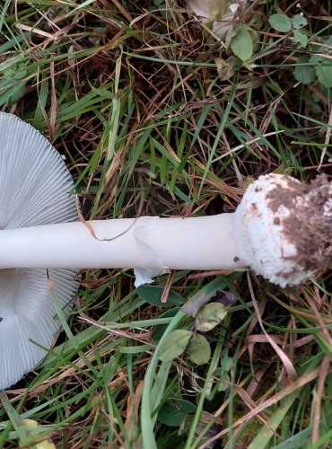 MUCHOMŮRKA TYGROVANÁ (Amanita pantherina) FOTO: Marta Knauerová, 2022