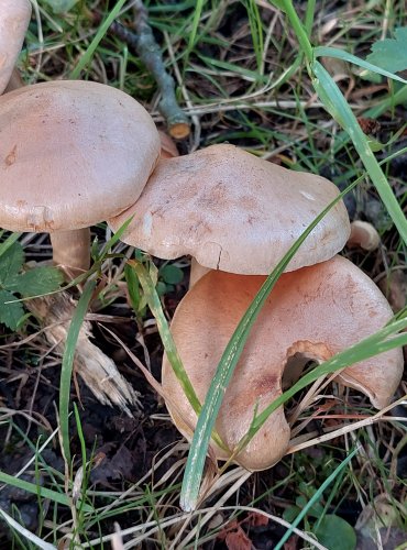 PAVUČINEC z okruhu pavučince odchylného (Cortinarius anomalus) FOTO: Marta Knauerová, 2022