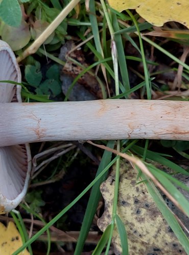 PAVUČINEC z okruhu pavučince odchylného (Cortinarius anomalus) FOTO: Marta Knauerová, 2022