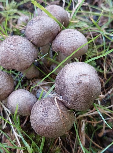 ČIRŮVKA KROUŽKATÁ (Tricholoma cingulatum) zapsána v Červeném seznamu hub (makromycetů) České republiky v kategorii NT – téměř ohrožený druh, FOTO: Marta Knauerová, 2022