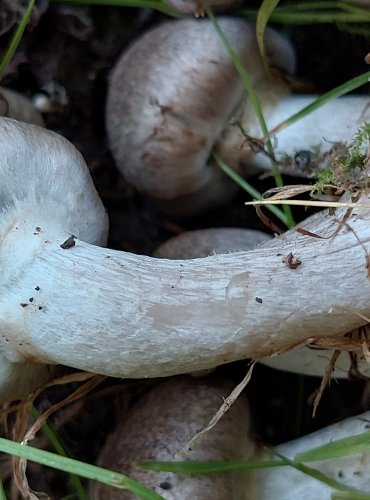 ČIRŮVKA KROUŽKATÁ (Tricholoma cingulatum) zapsána v Červeném seznamu hub (makromycetů) České republiky v kategorii NT – téměř ohrožený druh, FOTO: Marta Knauerová, 2022