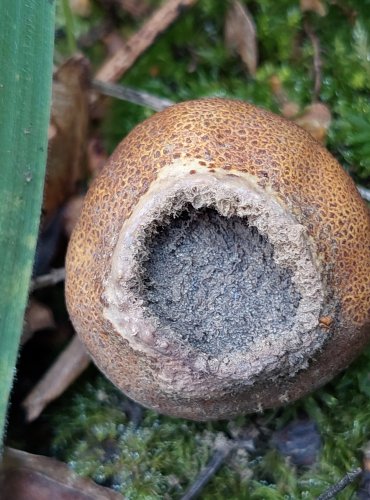 PESTŘEC bez bližšího určení (Scleroderma sp.) s otvorem na temeni, odhalujícím zralé výtrusy, FOTO: Marta Knauerová, 2022

