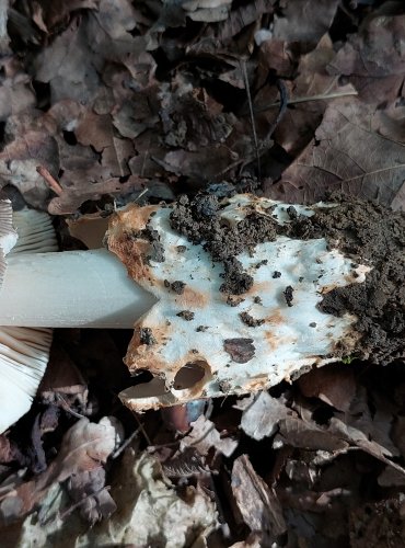 POŠVATKA bez českého druhového jména (Amanita fulvoides) FOTO: Marta Knauerová, 2022