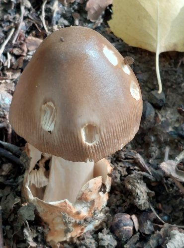 POŠVATKA bez českého druhového jména (Amanita fulvoides) FOTO: Marta Knauerová, 2022