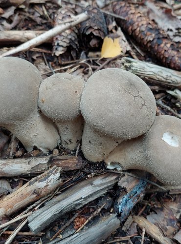 PÝCHAVKA HUŇATÁ (Lycoperdon umbrinum) FOTO: Marta Knauerová, 2022