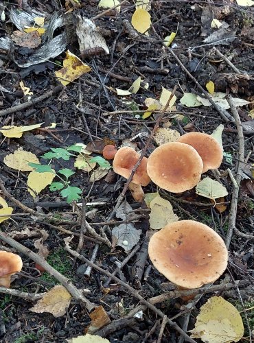 RYZEC LIŠKOVÝ (Lactarius tabidus) FOTO: Marta Knauerová, 2022