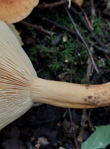 RYZEC LIŠKOVÝ (Lactarius tabidus) FOTO: Marta Knauerová, 2022