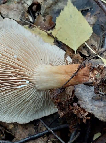 RYZEC NASLÁDLÝ (Lactarius subdulcis) FOTO: Marta Knauerová, 2022