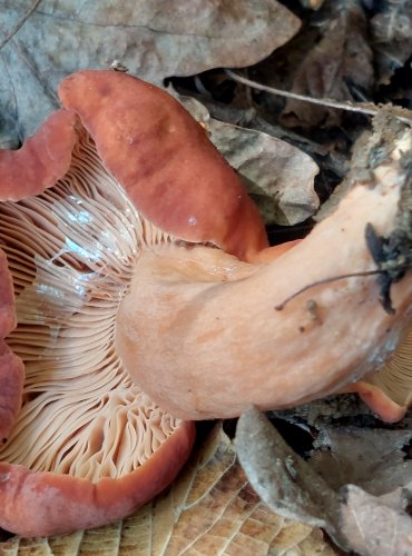 RYZEC ORANŽOVĚ HNĚDÝ (Lactarius fulvissimus) FOTO: Marta Knauerová, 2022