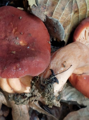 RYZEC ORANŽOVĚ HNĚDÝ (Lactarius fulvissimus) FOTO: Marta Knauerová, 2022