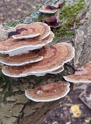 SÍŤKOVEC NAČERVENALÝ (Daedaleopsis confragosa) FOTO: Marta Knauerová, 2022