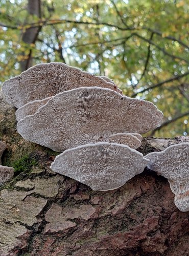 SÍŤKOVEC NAČERVENALÝ (Daedaleopsis confragosa) FOTO: Marta Knauerová, 2022