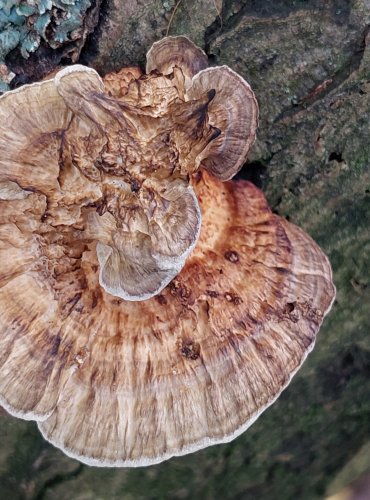 SÍŤKOVEC NAČERVENALÝ (Daedaleopsis confragosa) FOTO: Marta Knauerová, 2022