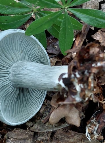 STRMĚLKA ANÝZKA (Clitocybe odora) FOTO: Marta Knauerová, 2022