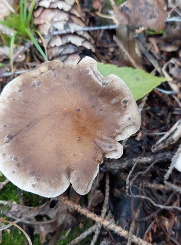 STRMĚLKA KYJONOHÁ (Clitocybe clavipes) FOTO: Marta Knauerová, 2022