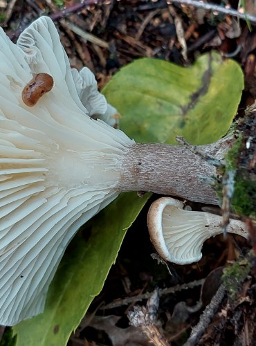 STRMĚLKA KYJONOHÁ (Clitocybe clavipes) FOTO: Marta Knauerová, 2022