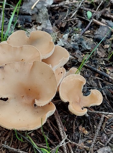 STRMĚLKA NÁLEVKOVITÁ (Clitocybe gibba) FOTO: Marta Knauerová, 2022