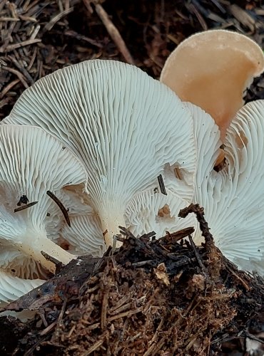 STRMĚLKA NÁLEVKOVITÁ (Clitocybe gibba) FOTO: Marta Knauerová, 2022