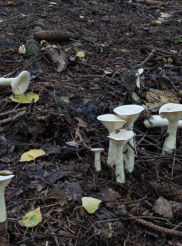 STRMĚLKA VELIKÁ (Infundibulicybe geotropa) FOTO: Marta Knauerová, 2022