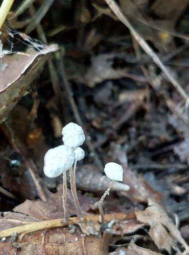 ŠPIČKA LISTOVÁ (Marasmius epiphyllus) FOTO: Marta Knauerová, 2022