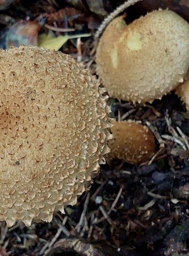 ŠUPINOVKA KOSTRBATÁ (Pholiota squarrosa) FOTO: Marta Knauerová, 2022