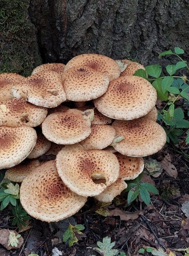 ŠUPINOVKA KOSTRBATÁ (Pholiota squarrosa) FOTO: Marta Knauerová, 2022