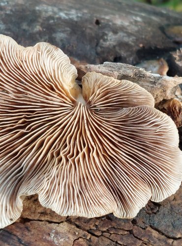 TREPKOVITKA MĚKKÁ (Crepidotus mollis) FOTO: Marta Knauerová, 2022