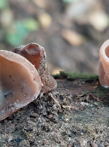 UCHO JIDÁŠOVO (Auricularia auricula-judae) FOTO: Marta Knauerová, 2022