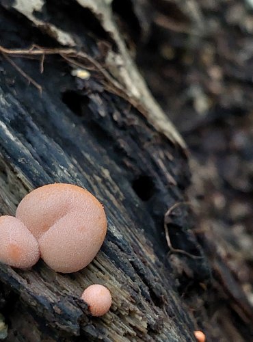 VLČÍ MLÉKO ČERVENÉ (Lycogala epidendrum) hlenka, FOTO: Marta Knauerová, 2022