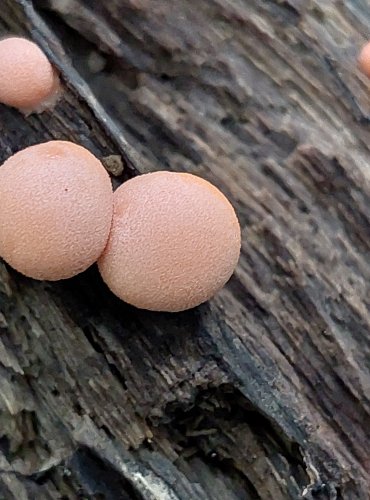 VLČÍ MLÉKO ČERVENÉ (Lycogala epidendrum) hlenka, FOTO: Marta Knauerová, 2022