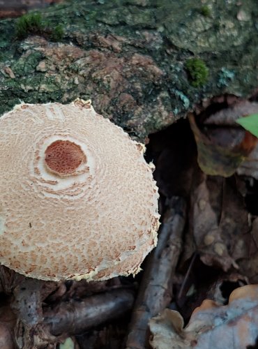 BEDLA NAŽLOUTLÁ (Lepiota magnispora) FOTO: Marta Knauerová, 2022