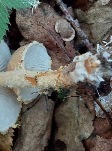 BEDLA NAŽLOUTLÁ (Lepiota magnispora) FOTO: Marta Knauerová, 2022