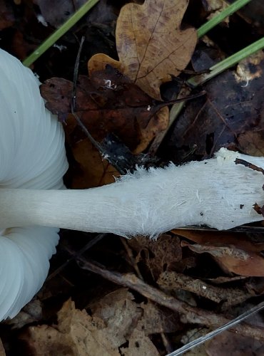 BEDLA VLNATÁ (Lepiota clypeolaria) FOTO: Marta Knauerová, 2022