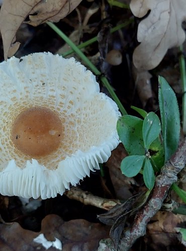 BEDLA VLNATÁ (Lepiota clypeolaria) FOTO: Marta Knauerová, 2022