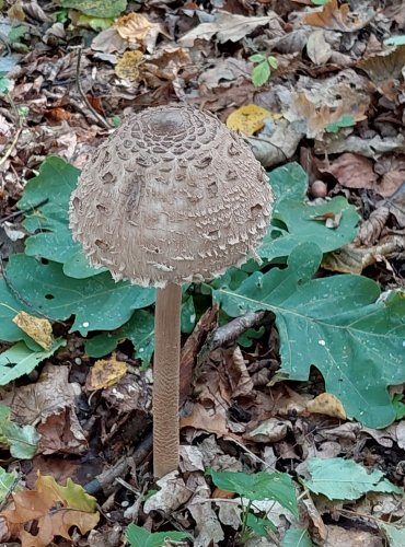 BEDLA VYSOKÁ (Macrolepiota procera) FOTO: Marta Knauerová, 2022