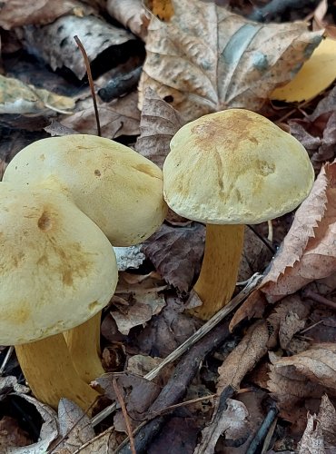 ČIRŮVKA SÍROŽLUTÁ (Tricholoma sulphureum) FOTO: Marta Knauerová, 2022