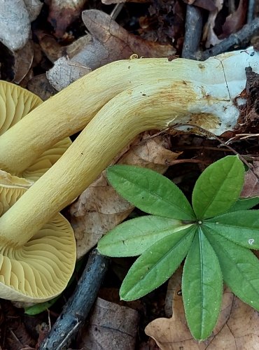 ČIRŮVKA SÍROŽLUTÁ (Tricholoma sulphureum) FOTO: Marta Knauerová, 2022