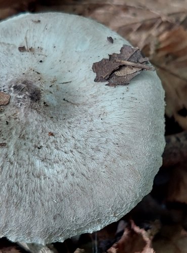 ČIRŮVKA ŠEDOŽEMLOVÁ (Tricholoma scalpturatum) FOTO: Marta Knauerová, 2022