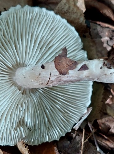 ČIRŮVKA ŠEDOŽEMLOVÁ (Tricholoma scalpturatum) FOTO: Marta Knauerová, 2022