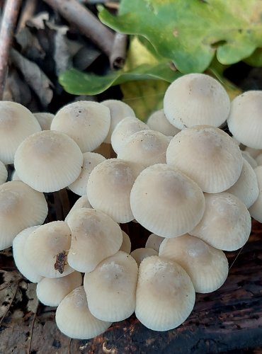 HELMOVKA OORTOVA (Mycena arcangeliana) FOTO: Marta Knauerová, 2022