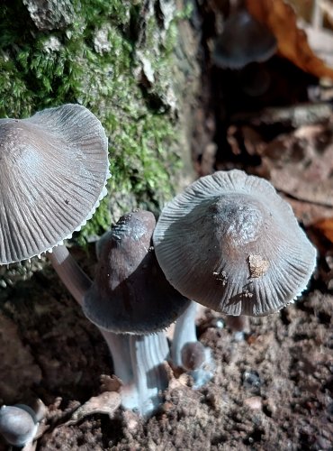 HELMOVKA RÝHONOHÁ (Mycena polygramma) FOTO: Marta Knauerová, 2022