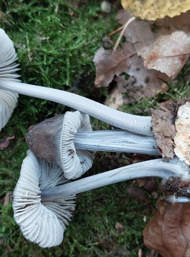 HELMOVKA RÝHONOHÁ (Mycena polygramma) FOTO: Marta Knauerová, 2022