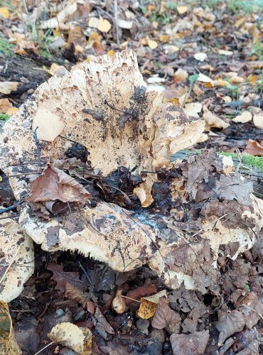 HOLUBINKA BÍLÁ (Russula delica) FOTO: Marta Knauerová, 2022