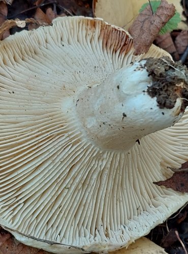 HOLUBINKA BÍLÁ (Russula delica) FOTO: Marta Knauerová, 2022