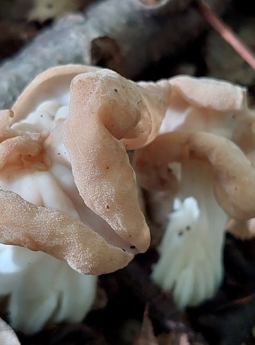 CHŘAPÁČ KADEŘAVÝ (Helvella crispa) FOTO: Marta Knauerová, 2022