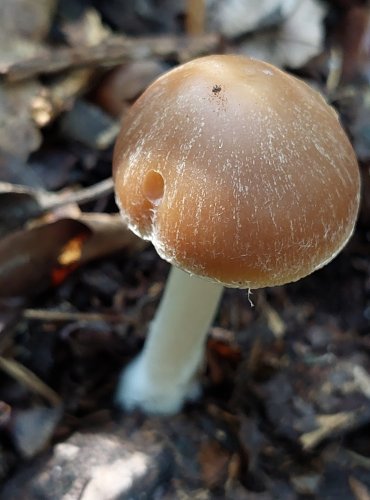 KŘEHUTKA HNĚDOŠEDÁ (Psathyrella spadiceogrisea) FOTO: Marta Knauerová, 2022