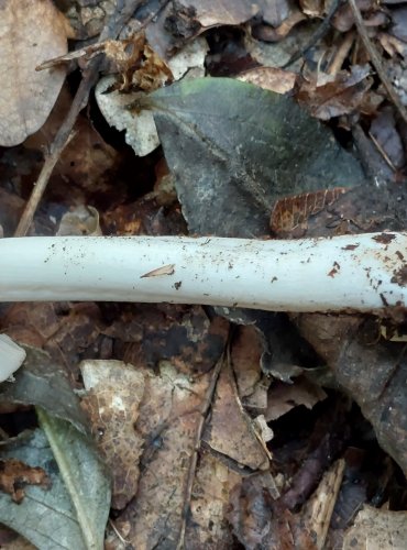 KŘEHUTKA HNĚDOŠEDÁ (Psathyrella spadiceogrisea) FOTO: Marta Knauerová, 2022