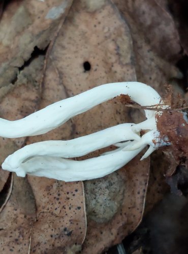 KUŘÁTEČKO SVRASKALÉ (Clavulina rugosa) FOTO: Marta Knauerová, 2022