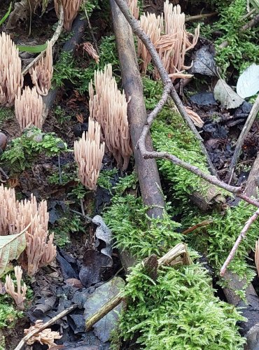 KUŘÁTKA PŘÍMÁ (Ramaria stricta) FOTO: Marta Knauerová, 2022